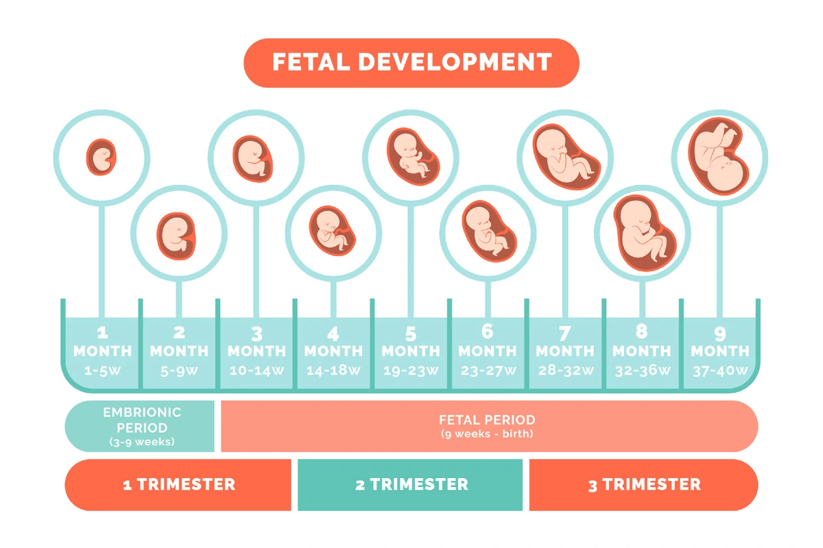 Baby development chart.