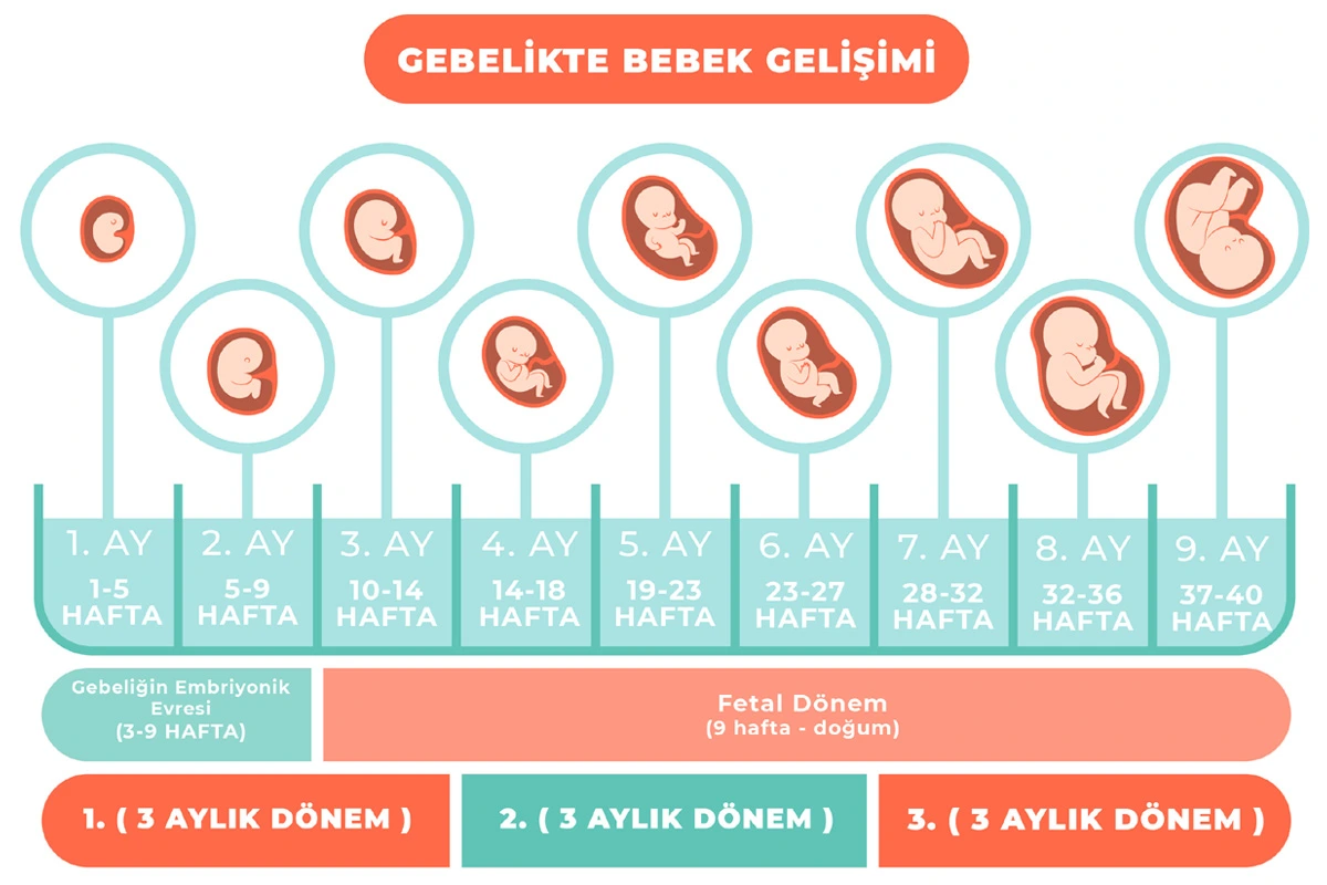 bebek gelişim çizelgesi